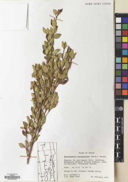 Myrceugenia chrysocarpa [Espécimen: ]