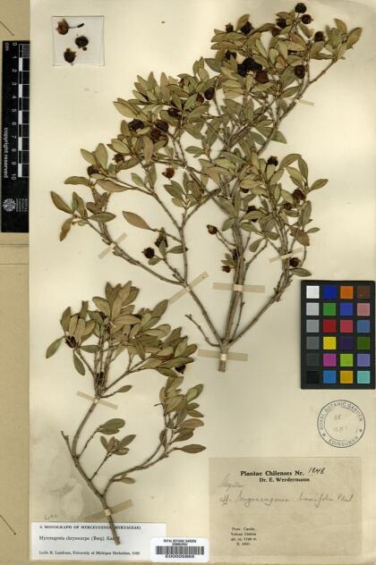 Myrceugenia chrysocarpa [Espécimen: ]