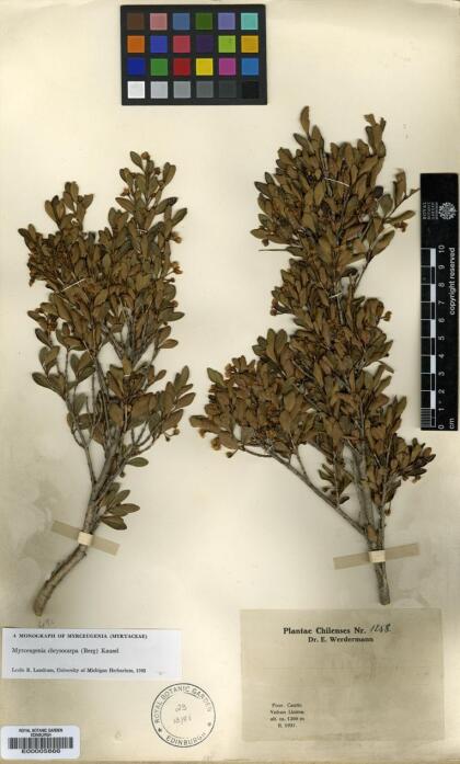 Myrceugenia chrysocarpa [Espécimen: ]