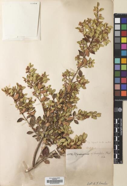 Myrceugenia chrysocarpa [Espécimen: ]
