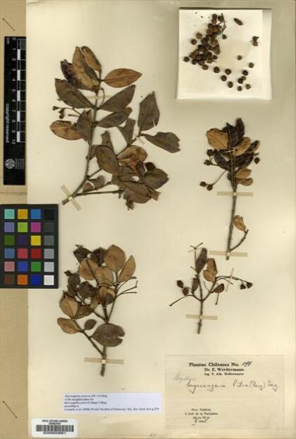 Myrceugenia exsucca [Espécimen: ]
