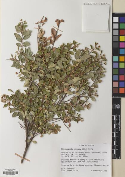 Myrceugenia obtusa [Espécimen: ]