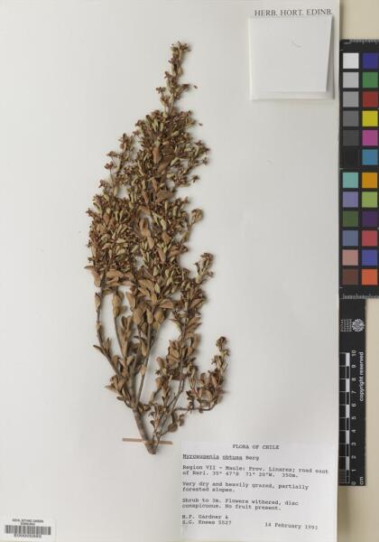 Myrceugenia obtusa [Espécimen: ]