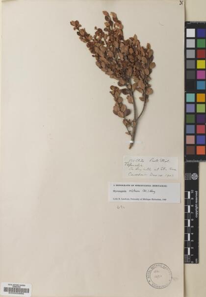 Myrceugenia obtusa [Espécimen: ]