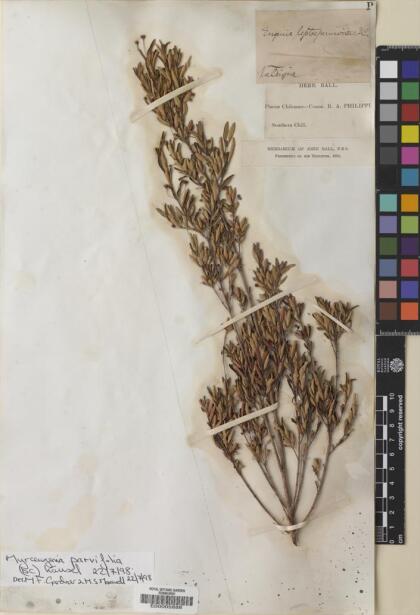 Myrceugenia parvifolia [Espécimen: ]