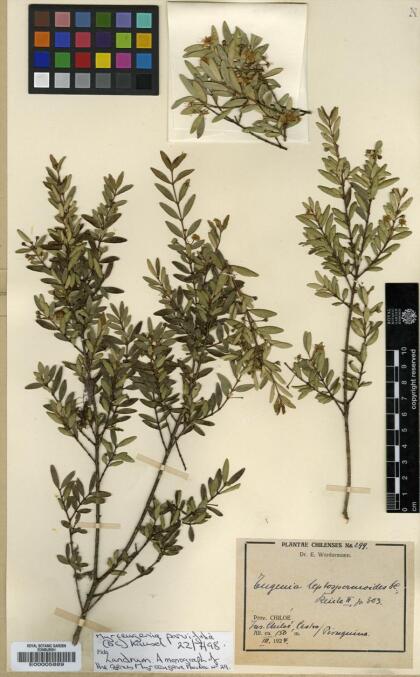 Myrceugenia parvifolia [Espécimen: ]