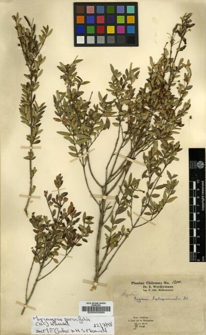 Myrceugenia parvifolia [Espécimen: ]
