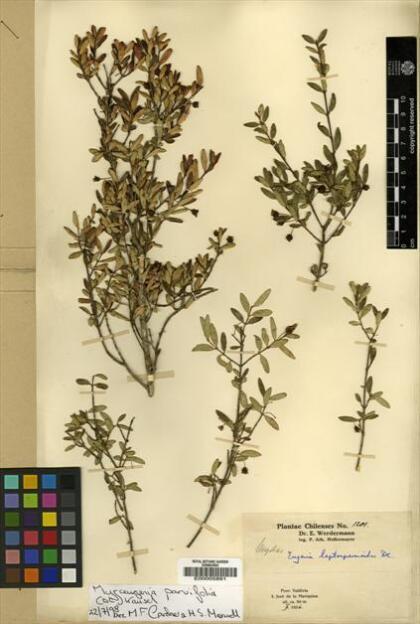 Myrceugenia parvifolia [Espécimen: ]