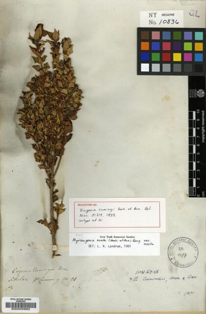 Myrceugenia ovata var. ovata [Espécimen: ]