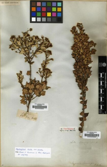 Myrceugenia ovata var. ovata [Espécimen: ]