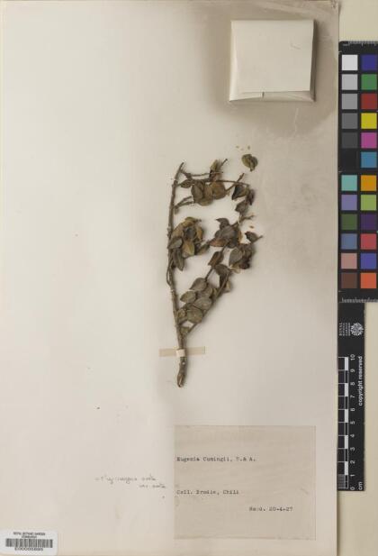Myrceugenia ovata var. ovata [Espécimen: ]