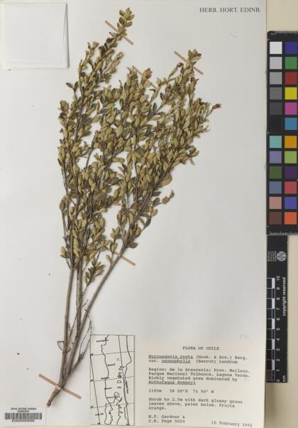 Myrceugenia ovata var. nannophylla [Espécimen: ]
