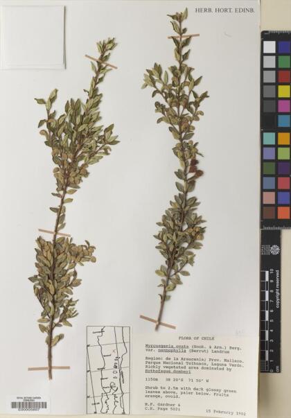 Myrceugenia ovata var. nannophylla [Espécimen: ]