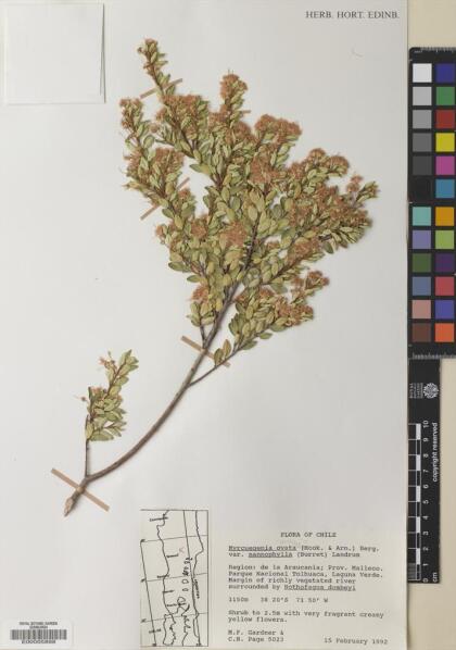 Myrceugenia ovata var. nannophylla [Espécimen: ]