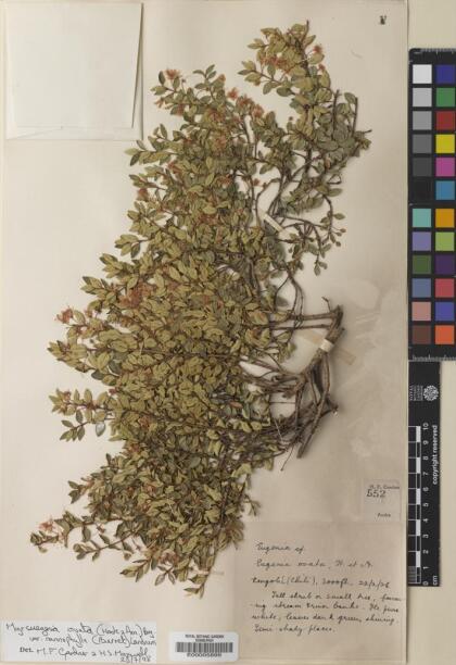 Myrceugenia ovata var. nannophylla [Espécimen: ]