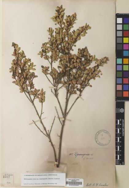 Myrceugenia ovata var. nannophylla [Espécimen: ]