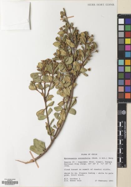 Myrceugenia correifolia [Espécimen: ]