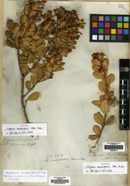 Myrceugenia correifolia [Espécimen: ]