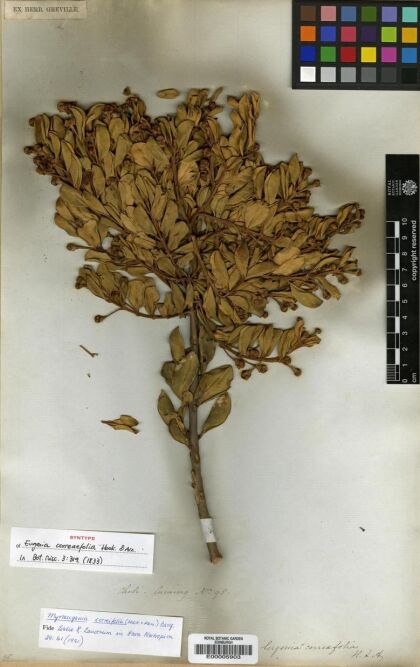 Myrceugenia correifolia [Espécimen: ]
