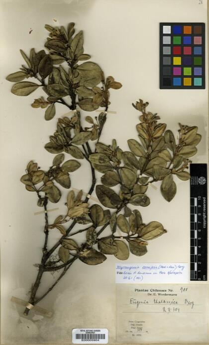 Myrceugenia correifolia [Espécimen: ]