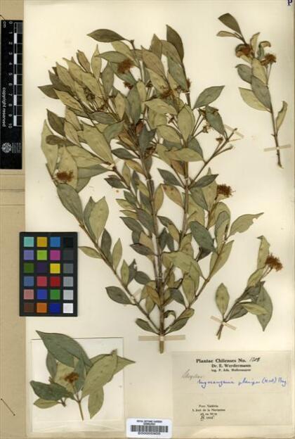 Myrceugenia planipes [Espécimen: ]