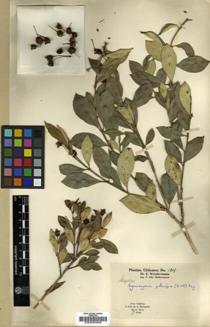 Myrceugenia planipes [Espécimen: ]
