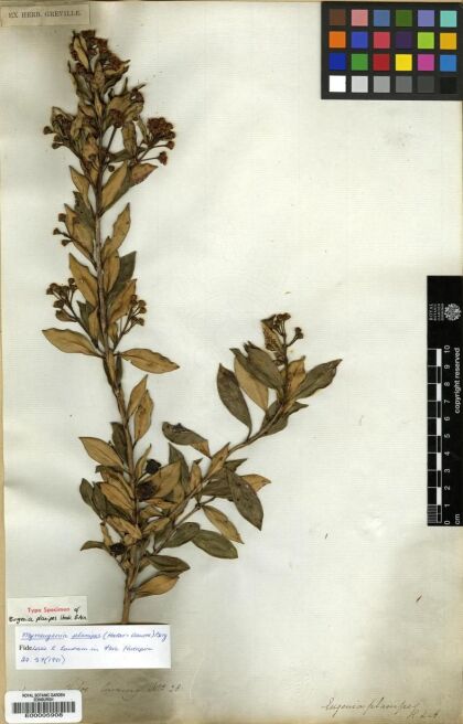 Myrceugenia planipes [Espécimen: ]