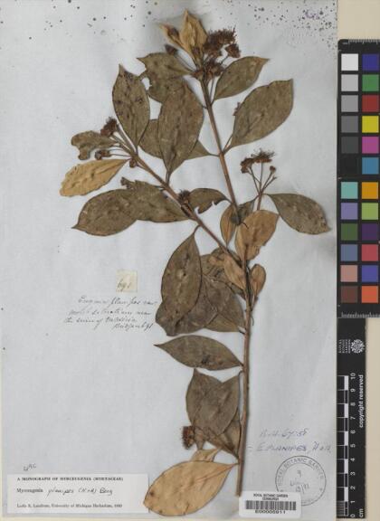 Myrceugenia planipes [Espécimen: ]