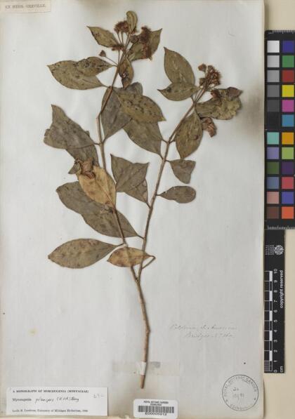 Myrceugenia planipes [Espécimen: ]