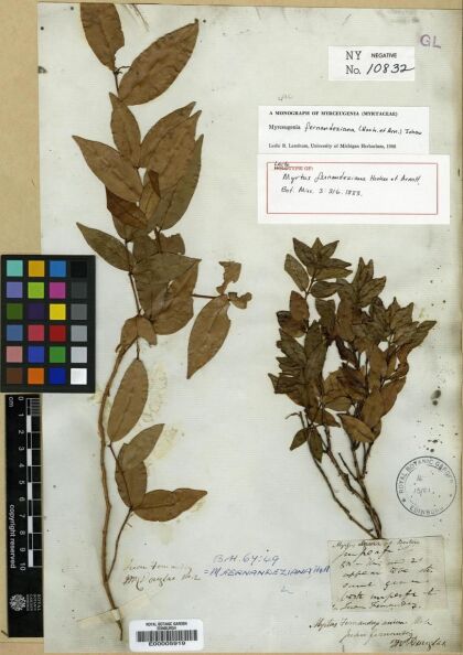 Nothomyrcia fernandeziana [Espécimen: ]