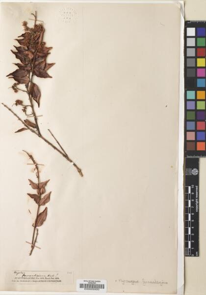 Nothomyrcia fernandeziana [Espécimen: ]