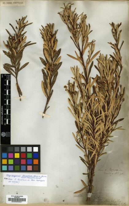 Myrceugenia lanceolata [Espécimen: ]