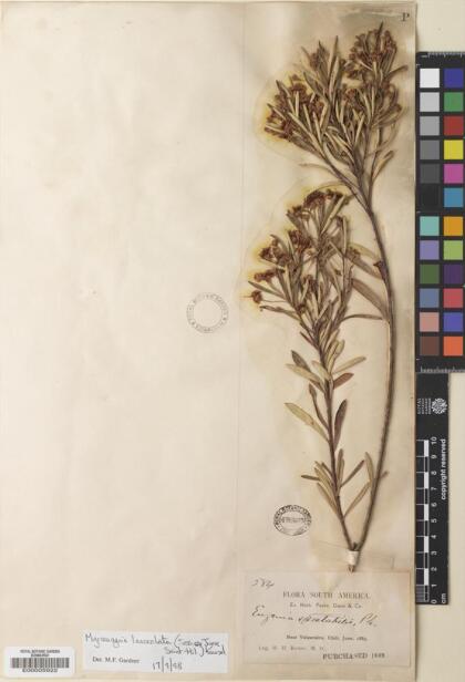 Myrceugenia lanceolata [Espécimen: ]
