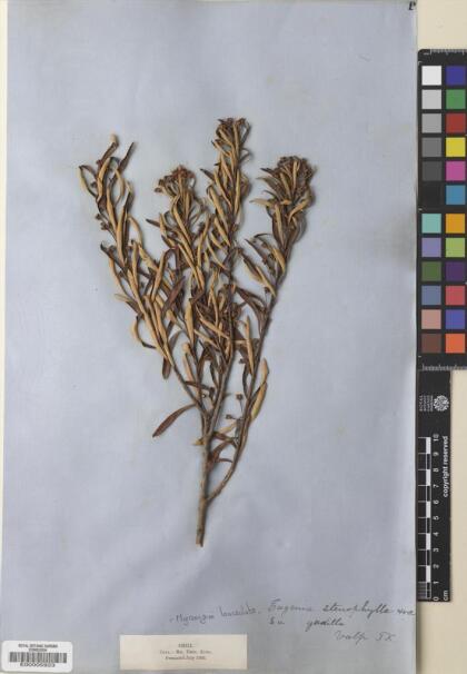 Myrceugenia lanceolata [Espécimen: ]