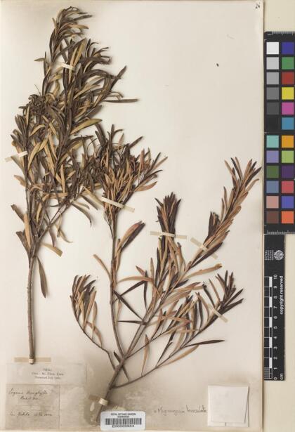 Myrceugenia lanceolata [Espécimen: ]