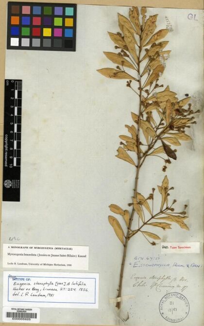 Myrceugenia lanceolata [Espécimen: ]