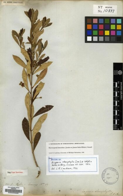 Myrceugenia lanceolata [Espécimen: ]