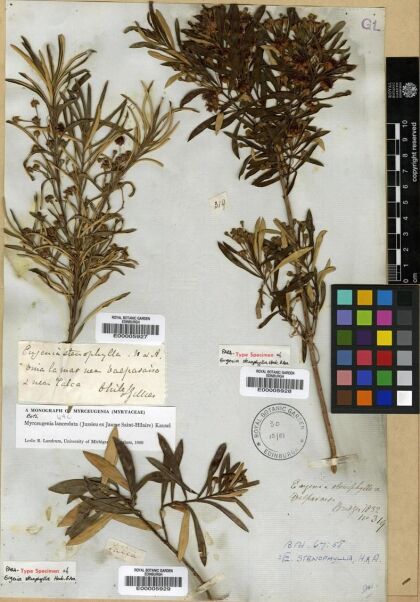 Myrceugenia lanceolata [Espécimen: ]
