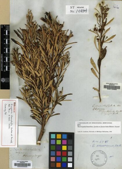 Myrceugenia lanceolata [Espécimen: ]