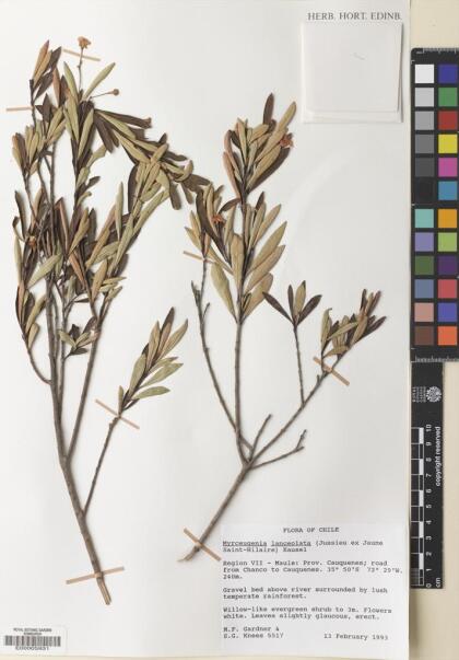 Myrceugenia lanceolata [Espécimen: ]