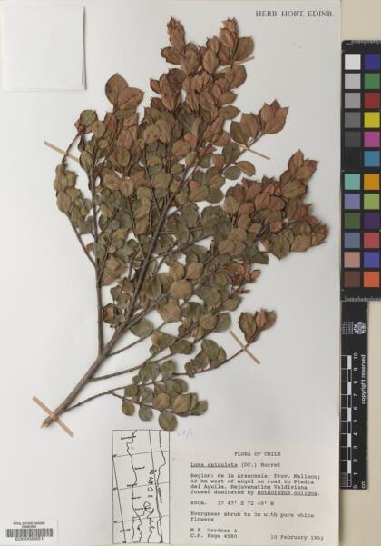 Luma apiculata [Espécimen: ]