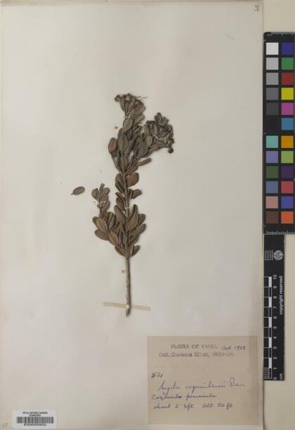 Myrcianthes coquimbensis [Espécimen: ]