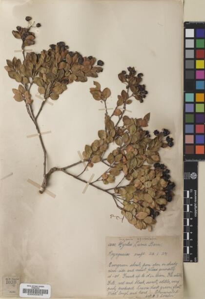 Luma apiculata [Espécimen: ]