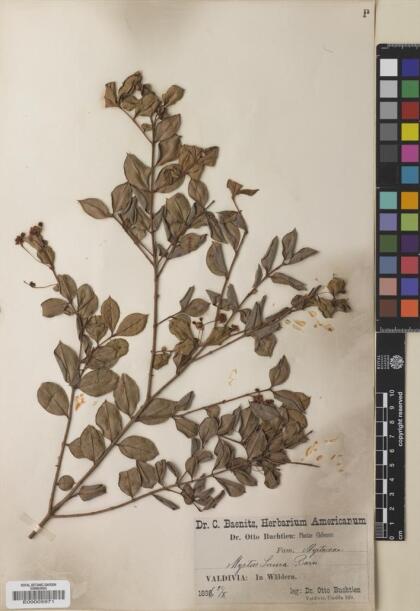 Luma apiculata [Espécimen: ]