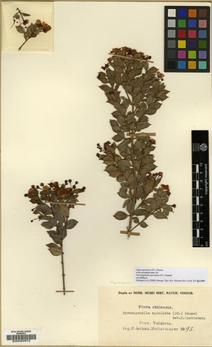 Luma apiculata [Espécimen: ]