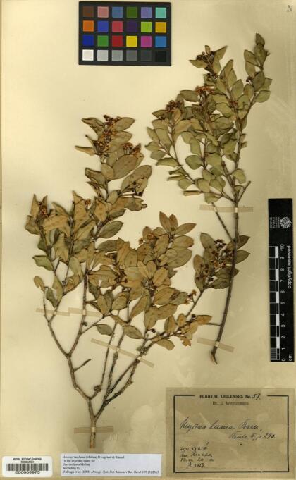 Amomyrtus luma [Espécimen: ]