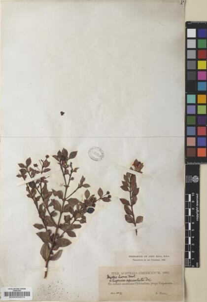 Luma apiculata [Espécimen: ]