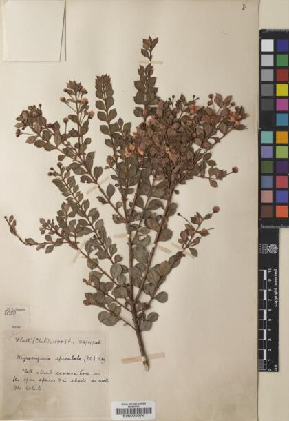 Luma apiculata [Espécimen: ]