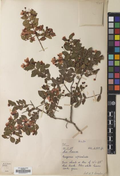 Luma apiculata [Espécimen: ]