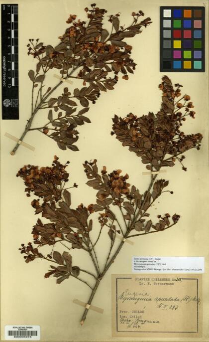 Luma apiculata [Espécimen: ]